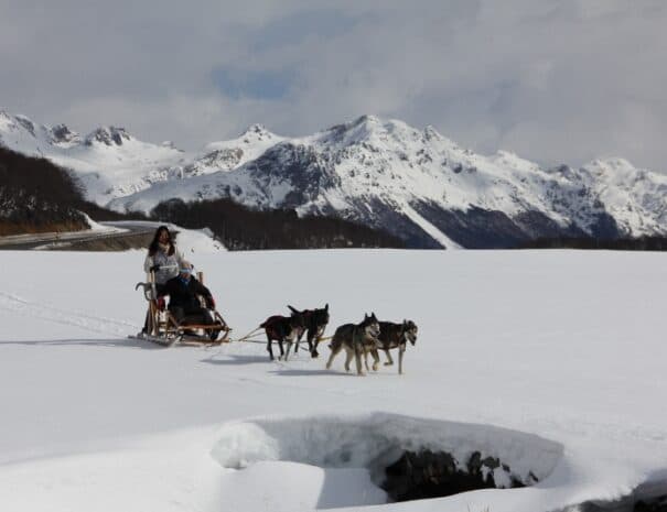 EXPERIENCIA HUSKY - Imagen 3