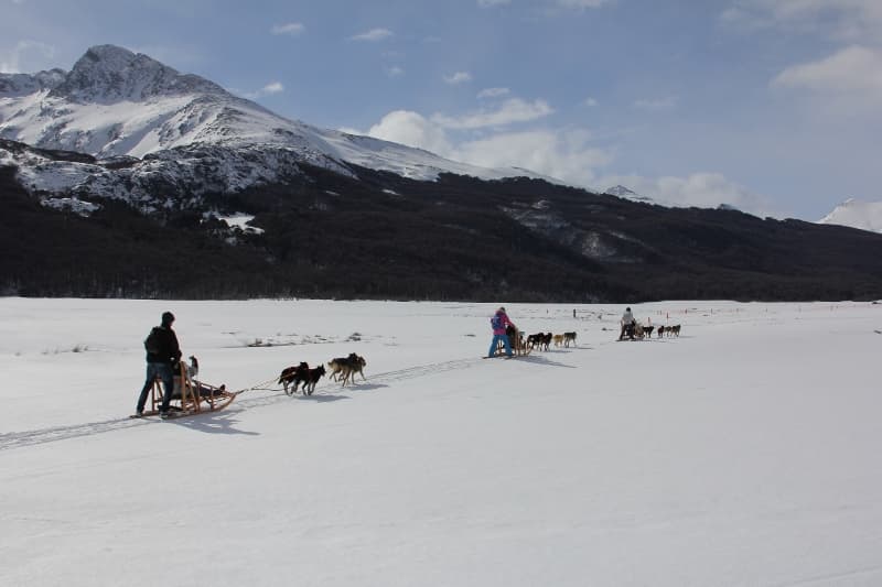 EXPERIENCIA HUSKY - Imagen 5