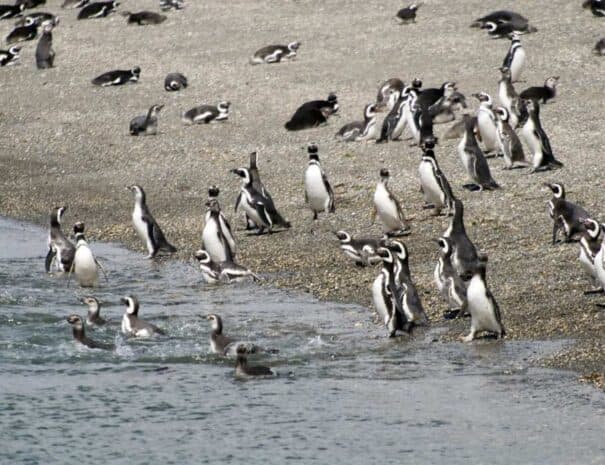 PINGUINERA ISLA MARTILLO - Imagen 3